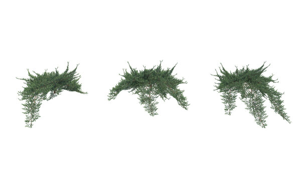 Juniperus conferta png alpha channel bush set front view