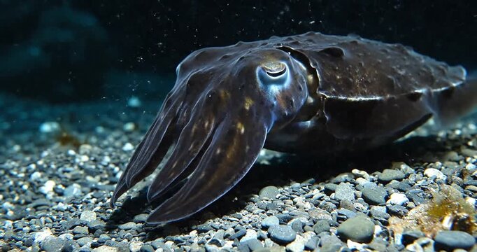 Close-up of a squid swimming gracefully through a rocky underwater habitat at night