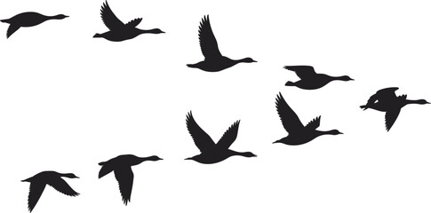 Flying geese silhouette flock migration, wild bird flight formation, wildlife nature scene, migratory waterfowl vector illustration design element © MstRashrda