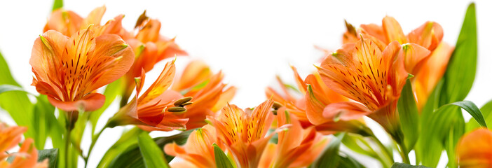 Bright orange alstroemeria flowers arranged along the lower edge of a white background, creating a...