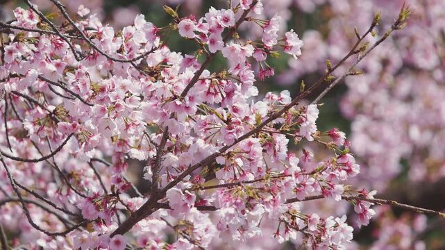 ほとんど揺れない全盛期をやや過ぎた桜の枝