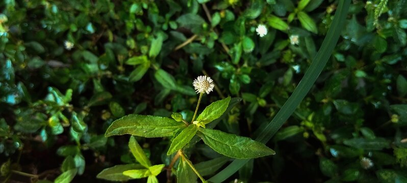 Close up of wild false daisy (Eclipta prostrata) growing naturally in a tropical garden