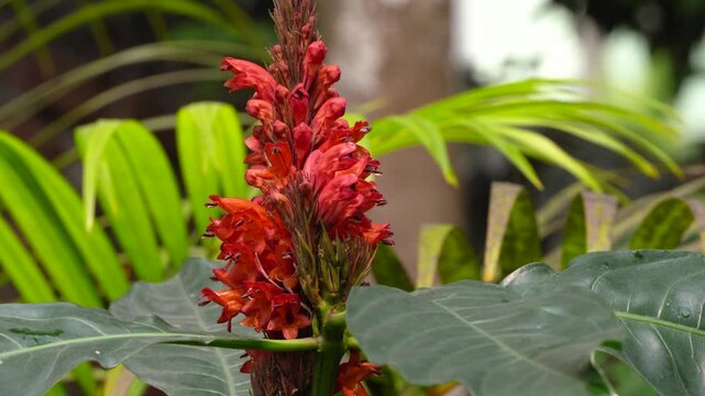 Tita Phul or Bitter Flower scientifically known as Phlogacanthus thyrsiformsis full bloom in 4K Close Up