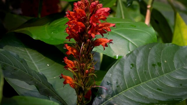 Tita Phul or Bitter Flower scientifically known as Phlogacanthus thyrsiformsis full bloom in 4K Horizontal Video