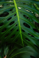 Monstera Deliciosa Lush Green Foliage with Tropical Elegance