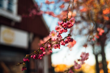 Naklejka premium Cherry blossom branch in front of house at sunset in Heiligenhafen