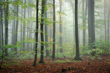 Misty morning in the green forest