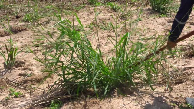 4K Close up of a farmer using a traditional hoe to remove grass clumps from moist, fertile soil. Manual weeding and land maintenance for sustainable organic farming in a rural garden in Thailand.