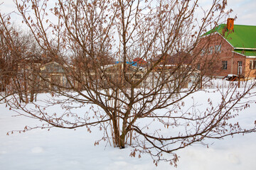 Winter landscape with snow, bare tree, and residential house in background