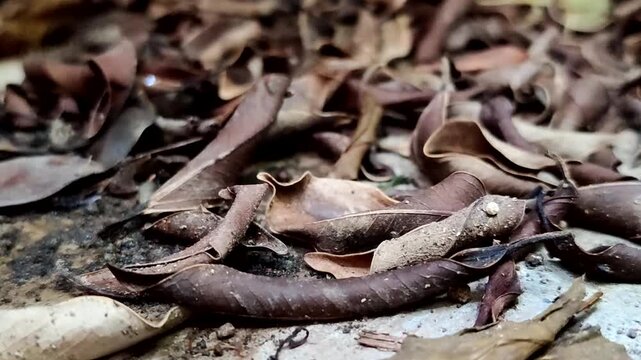 Close up of a pile of dry brown leaves that have fallen on the ground with a natural texture