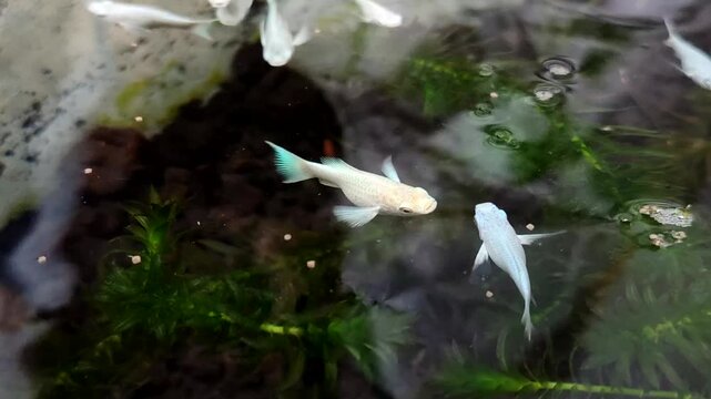 Platinum White Molly fish swimming in a mini freshwater pond planted with aquatic plants