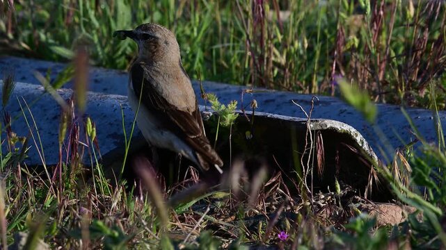 weiblicher Steinschm&auml;tzer (Oenanthe oenanthe) f&uuml;ttert Jungtiere am Nest unter einem Wellblech