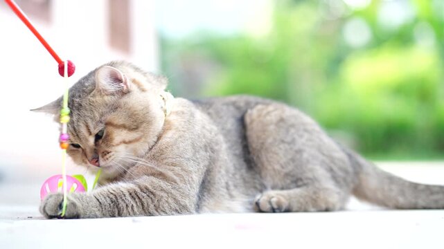 Playful cat with brown fur and green eyes enjoying outdoor summer, colorful toy, relaxed feline, whisker details, gold chain collar, cute pet laying grass, curious mammal, natural light