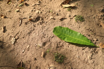 A vibrant green leaf rests gently upon the parched, sandy earth, bathed in dappled sunlight, symbolizing resilience and the quiet beauty of nature's simple details, showcasing environmental contrasts