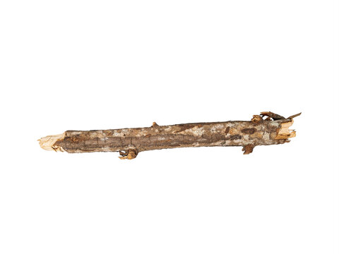 Single dry tree branch or stick isolated on Transparent background, horizontal close-up with rough bark texture and broken ends.