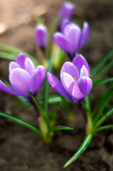 Delicate purple crocuses emerge from the soil, signaling the arrival of spring with vibrant color