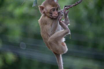 可愛いサル  © fontoknak