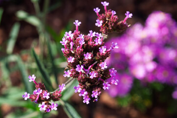 Obraz premium Close up of delicate purple verbena flowers blooming in a garden with soft bokeh background