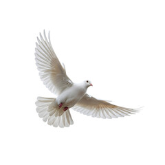 Obraz premium Elegant White Pigeon Mid-Air Soaring Detailed Feathers
