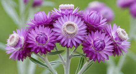 Obraz premium A close up shot of vibrant purple strawflowers with papery petals and a white center