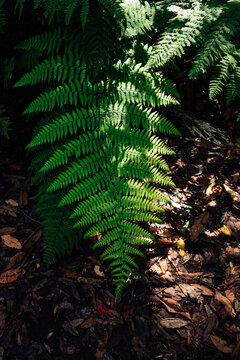The green leaf of a fern when exploring the forest