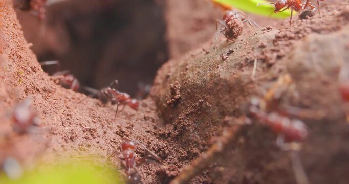 Colony of Brown Droptail ants emerging from an underground tunnel to forage for food supplies.