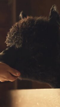 Close up of a fluffy black alpaca (Vicugna pacos) being hand-fed a carrot inside a farm barn. This vertical clip captures the gentle interaction between humans and animals on a sustainable farm.
