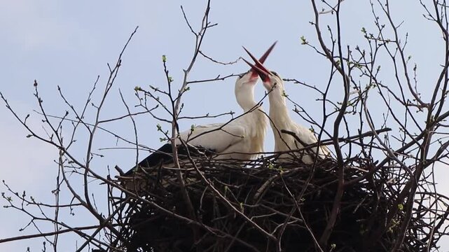 Two White Storks (Ciconia ciconia) on the nest looking at the camera and then bill-clattering
