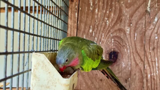 Close-up static shot of an Alexandrine parakeet pecking food from a feeder inside an aviary and briefly lifting its head.