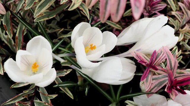 First spring flowers of white crocuses growing amongst pink hebe in an English garden