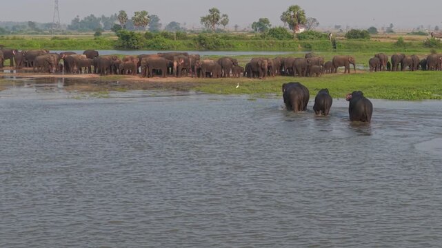 Low altitude drone shot in slow motion, flying right to left, tracking a massive herd of Asian elephants by a lake in Ampara, Sri Lanka.