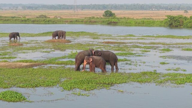 Low altitude drone orbit flying left to right, capturing a mother Asian elephant and her calf crossing a lake in Ampara, Sri Lanka.