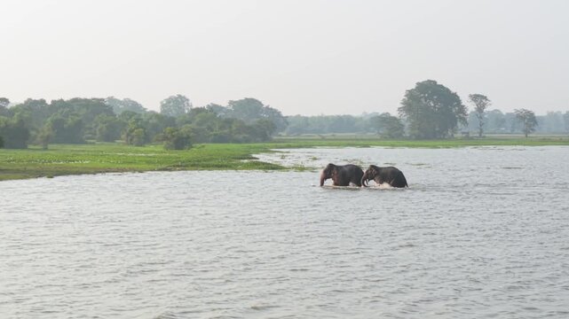 Aerial drone shot flying right to left, tracking two Asian elephants as they walk through shallow lake waters in Ampara, Sri Lanka.