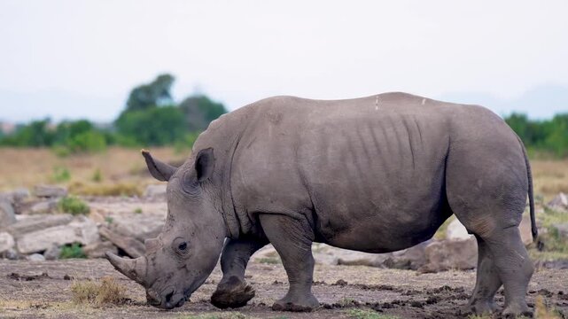 Full body view of a large southern white rhinoceros moving slowly while sniffing the ground in savannah grassland at Ol Pejeta Conservancy Kenya