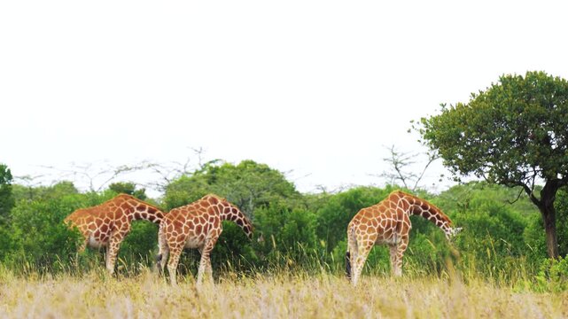 Three reticulated giraffes feeding on green bushes in open savannah habitat in Kenya African wildlife landscape