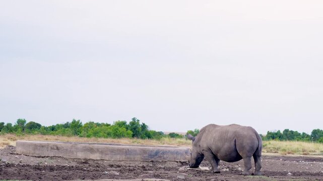 Three southern white rhinoceroses walking toward a manmade concrete water pool in savannah habitat at Ol Pejeta Conservancy Kenya