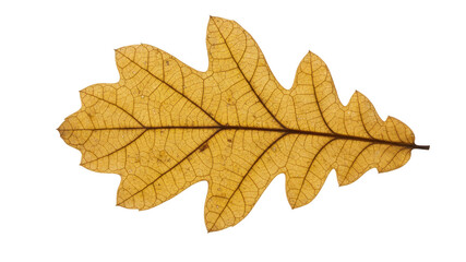 Obraz premium Brown oak leaf close up isolated on white