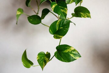 Obraz premium A pothos plant hangs against a textured white background.
