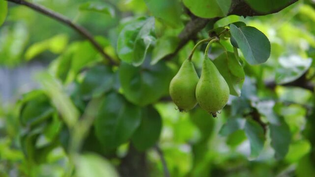 Two green pears hang on a tree close-up on windy day