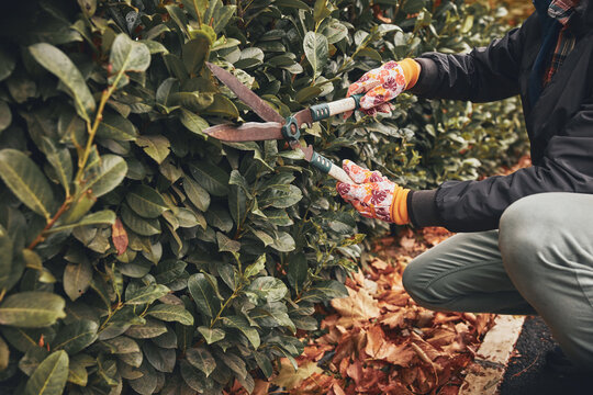 Gardener using pruning shears, taking care of hedge and plants.
