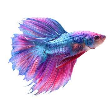 A beautiful, vibrant blue, purple, and pink Betta fish with flowing fins swimming gracefully against a clean white background.