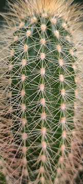  Golden Column Cactus, Vatricania guentheri, close up