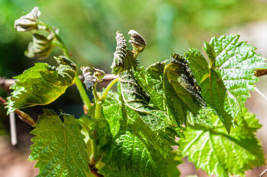 Spring frost damage on young grapevine leaves