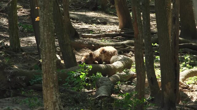 Single wild brown bear sleeps beside the tree in a forest on sunny summer day