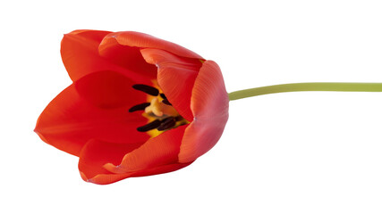 Red tulip on white background