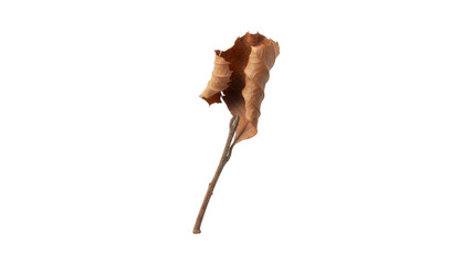 Dried brown leaf on a stem isolated on transparent background