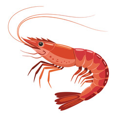 cooked shrimp on a white background