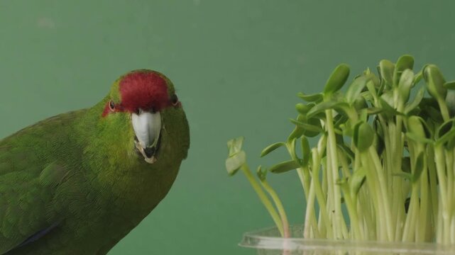 Close up high quality footage of green Kakariki parrot eating  sprouted sunflower seedlings. Red-headed parrot feeding microgreen against green background