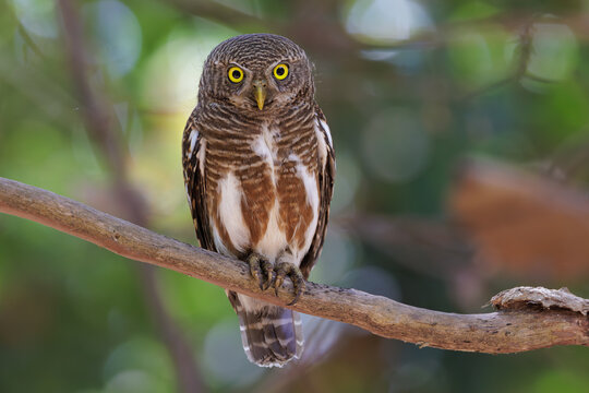 Asian Barred Owlet bird perching on tree branch in thailand