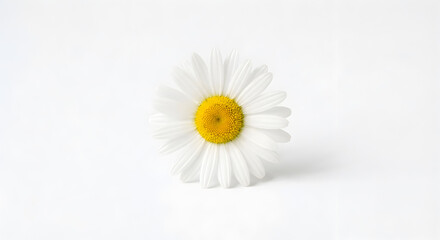 Obraz premium A single white daisy flower with yellow center on white background